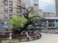 Monument of nature KaraÃâorÃâe`s Mulberry tree - Spomenik prirode KaraÃâorÃâev dud u Smederevu, Smederevo - Serbia / Srbija